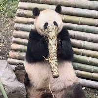 Carlos Shao
